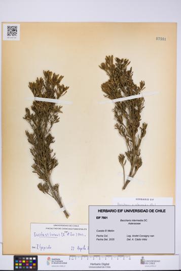 Baccharis intermedia [Espécimen: UCH:EIF:0007501]