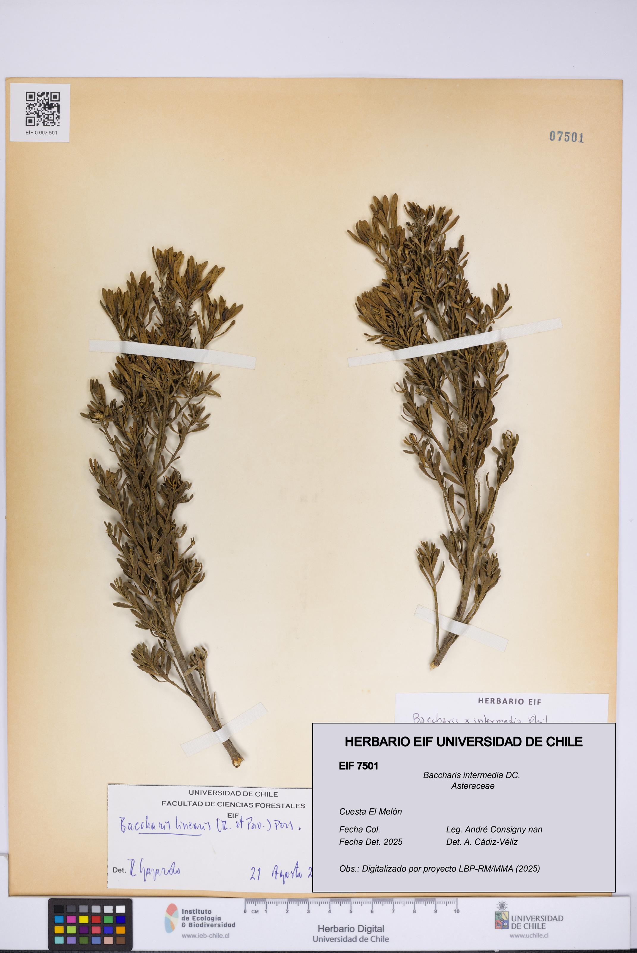 Baccharis intermedia [Espécimen: UCH:EIF:0007501]