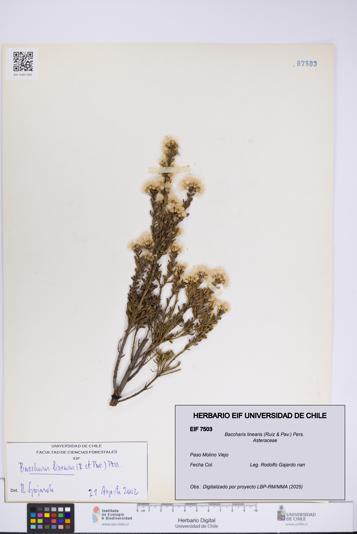 Baccharis linearis [Espécimen: UCH:EIF:0007503]