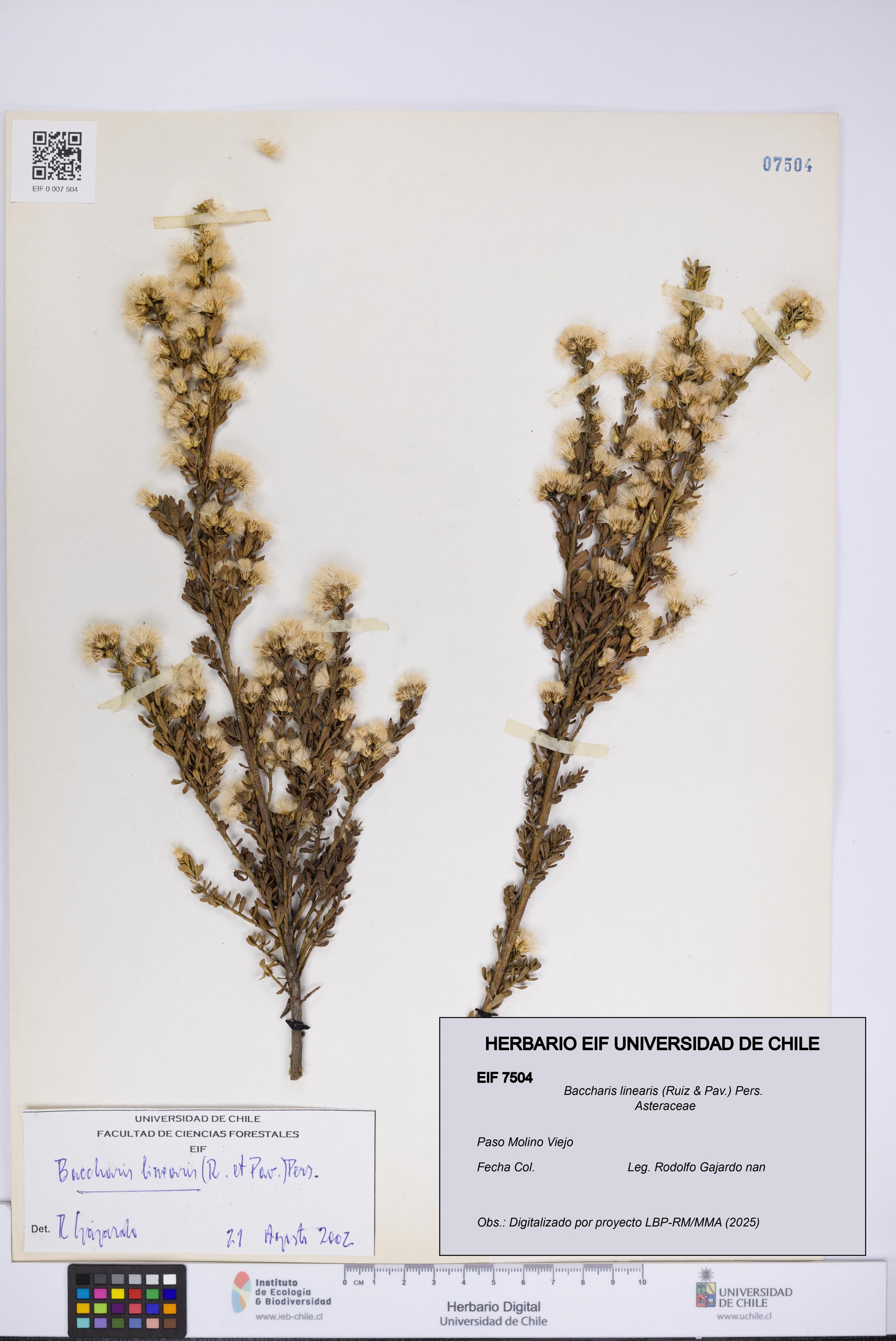 Baccharis linearis [Espécimen: UCH:EIF:0007504]