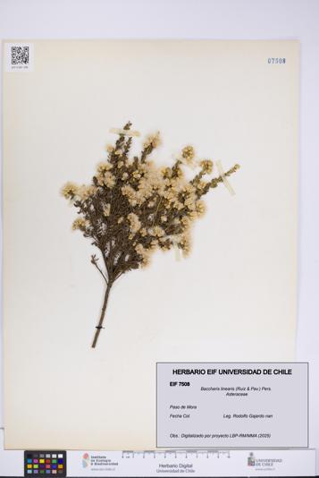 Baccharis linearis [Espécimen: UCH:EIF:0007508]