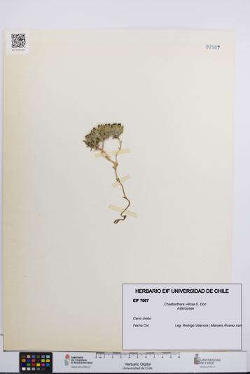 Chaetanthera villosa [Espécimen: UCH:EIF:0007567]