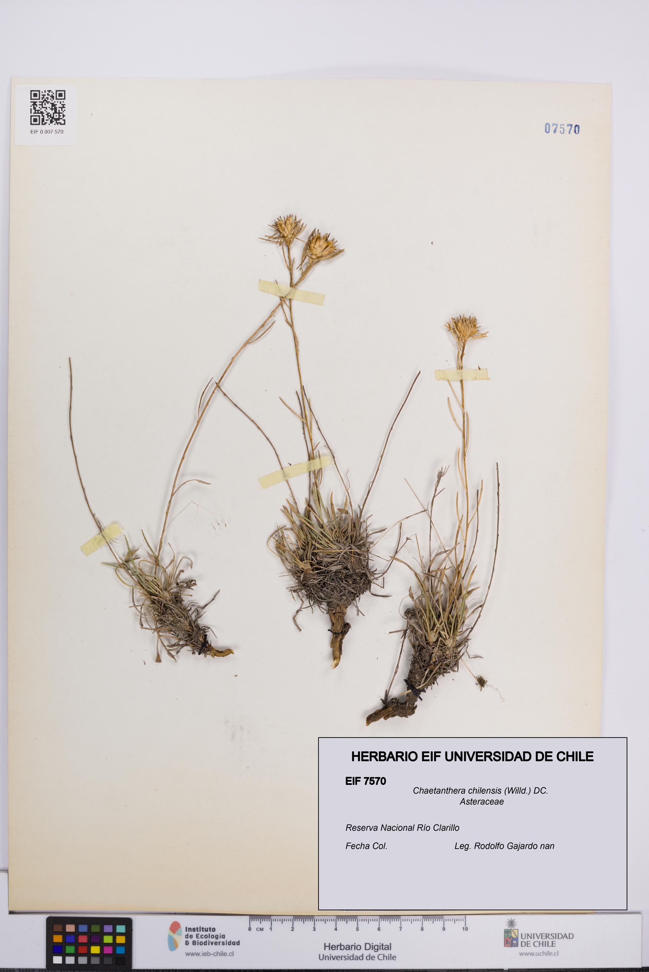 Chaetanthera chilensis [Espécimen: UCH:EIF:0007570]