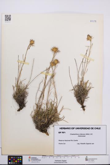 Chaetanthera chilensis [Espécimen: UCH:EIF:0007571]