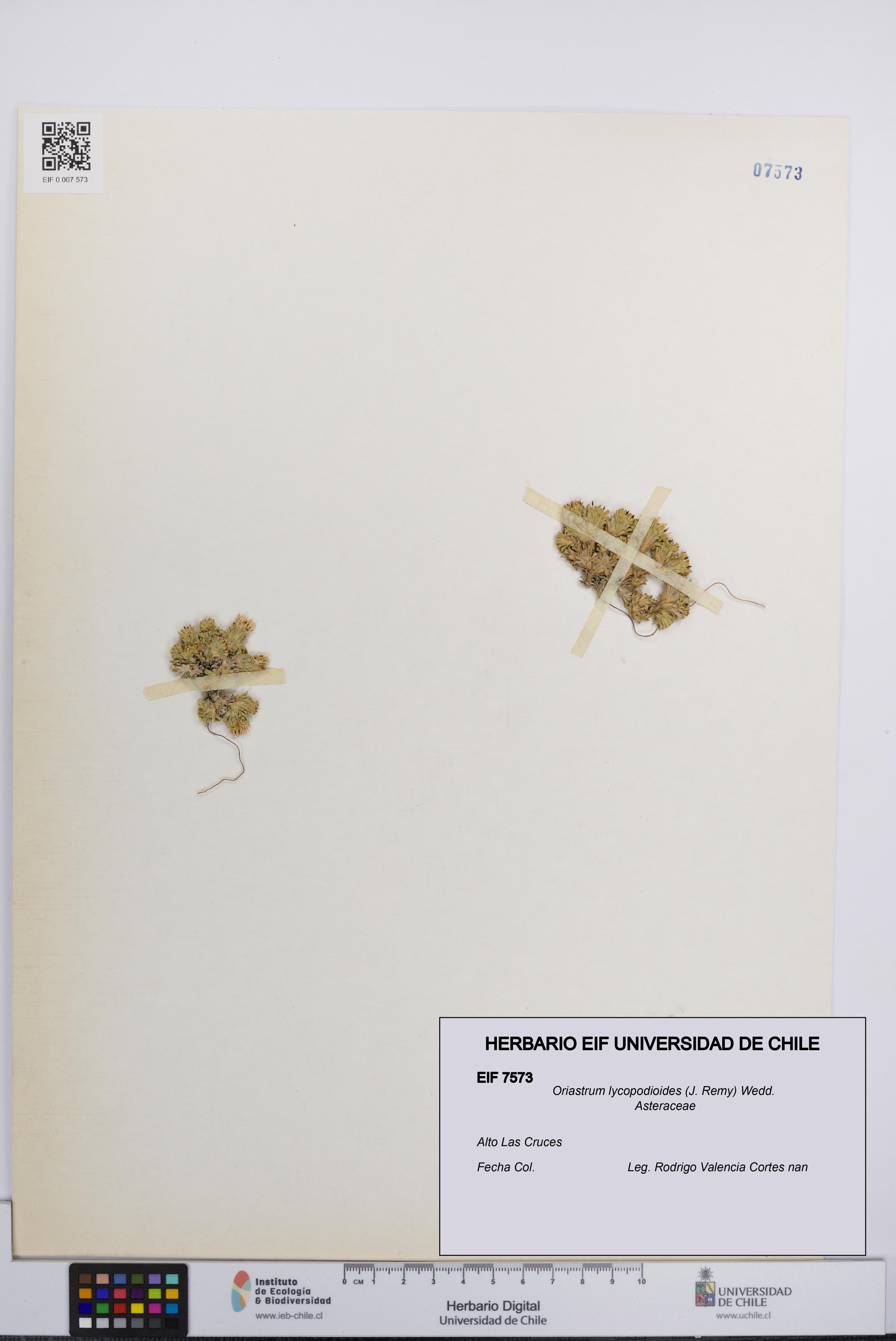 Oriastrum lycopodioides [Espécimen: UCH:EIF:0007573]