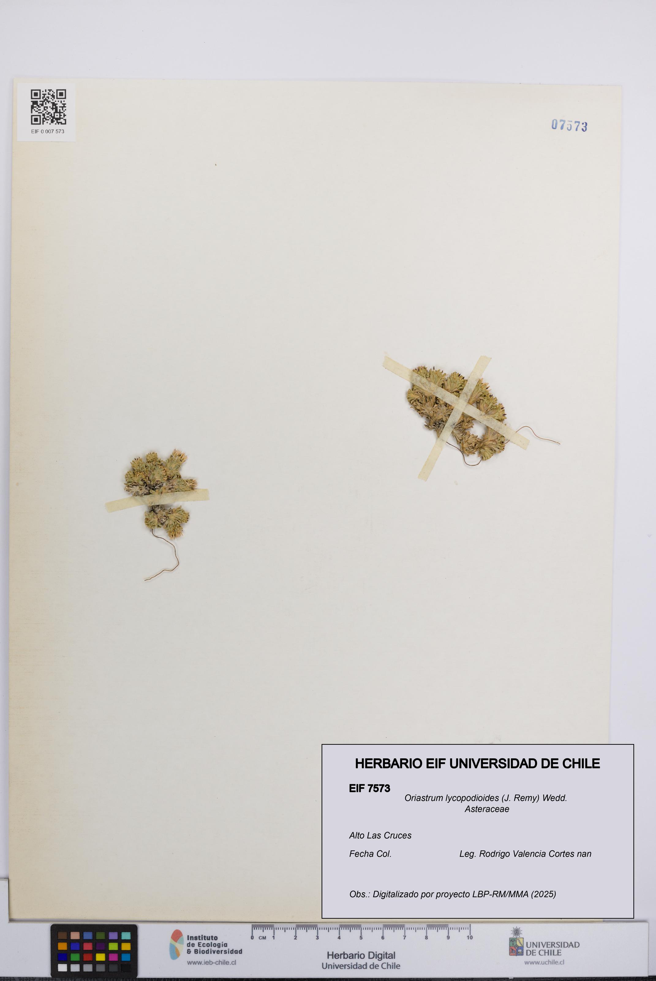 Oriastrum lycopodioides [Espécimen: UCH:EIF:0007573]