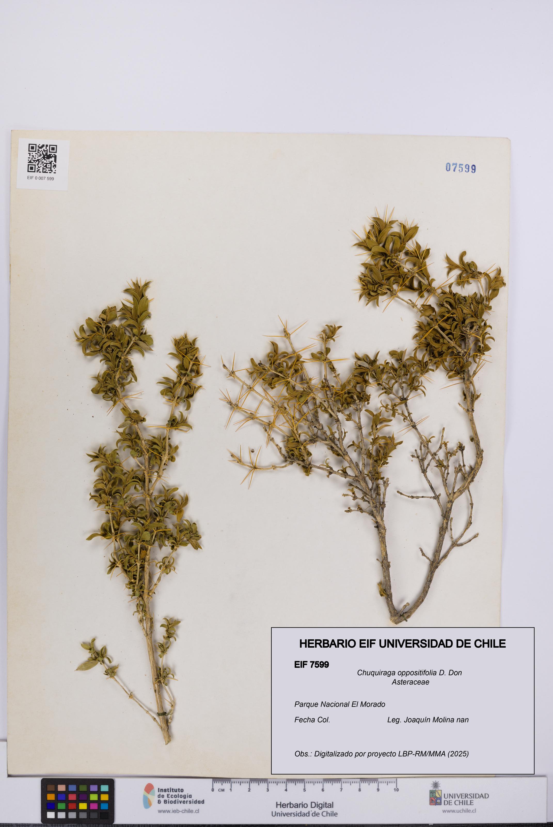 Chuquiraga oppositifolia [Espécimen: UCH:EIF:0007599]