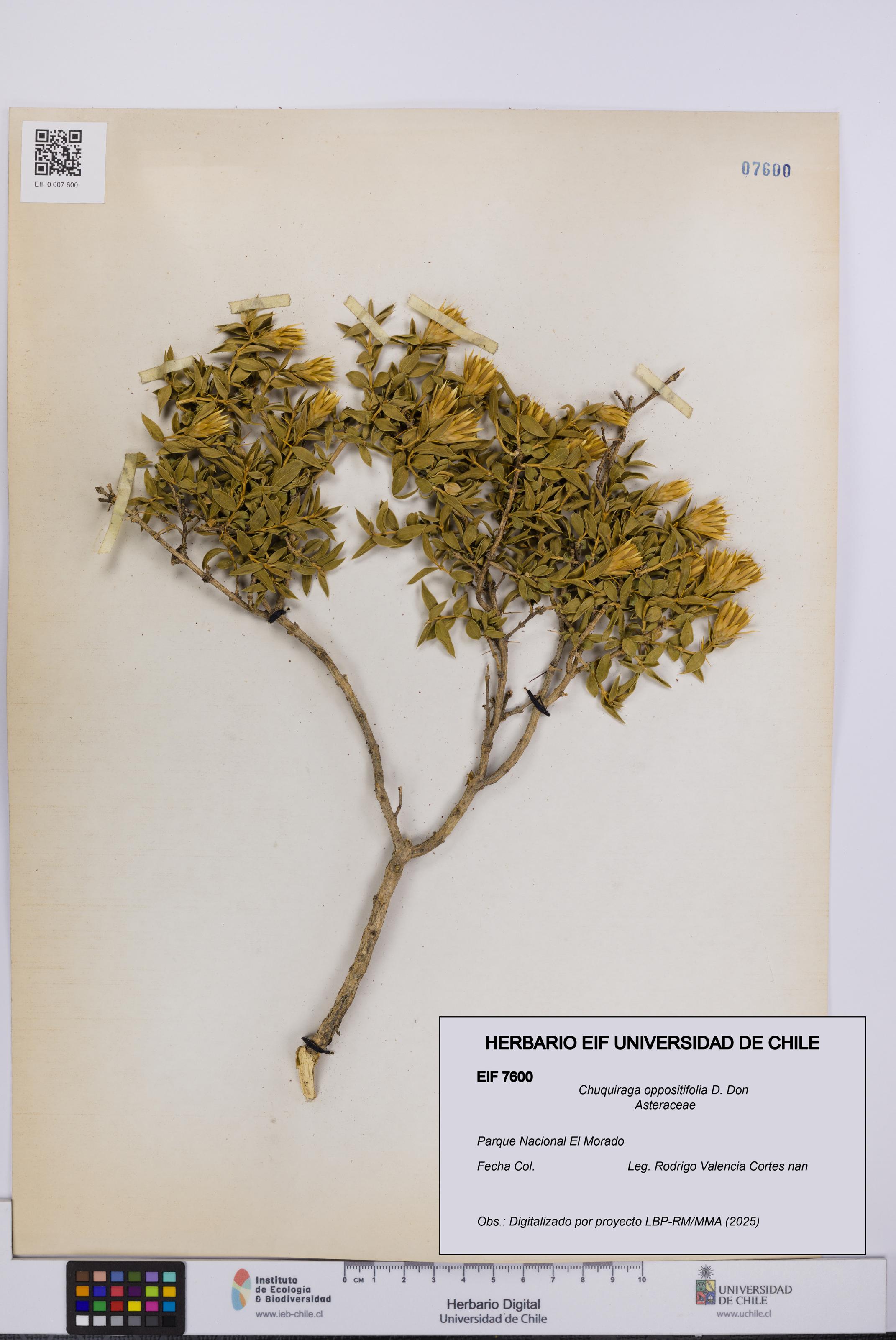 Chuquiraga oppositifolia [Espécimen: UCH:EIF:0007600]