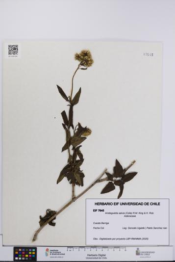 Aristeguietia salvia [Espécimen: UCH:EIF:0007645]