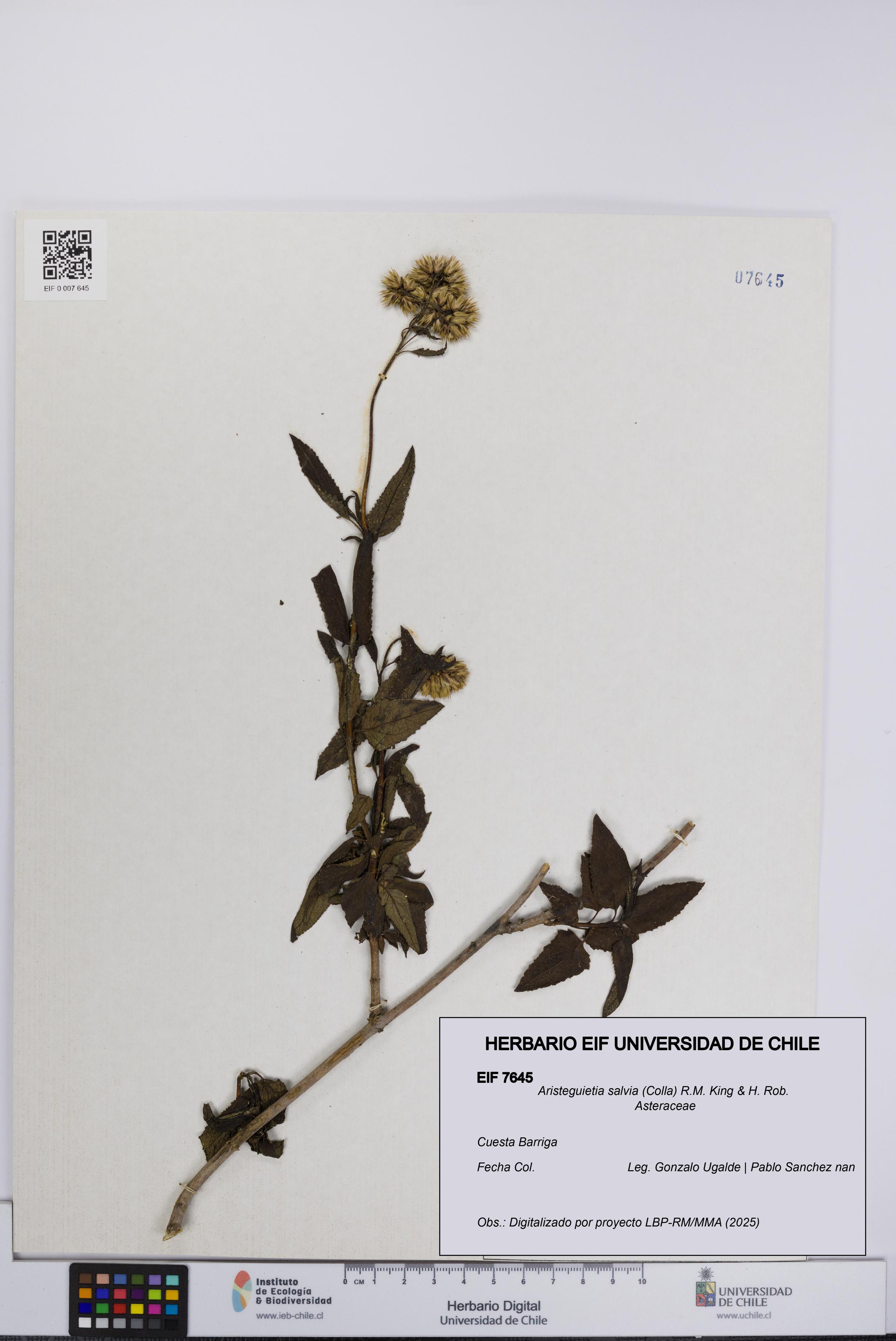 Aristeguietia salvia [Espécimen: UCH:EIF:0007645]