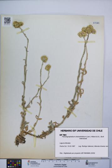 Pseudognaphalium cheiranthifolium [Espécimen: UCH:EIF:0007661]