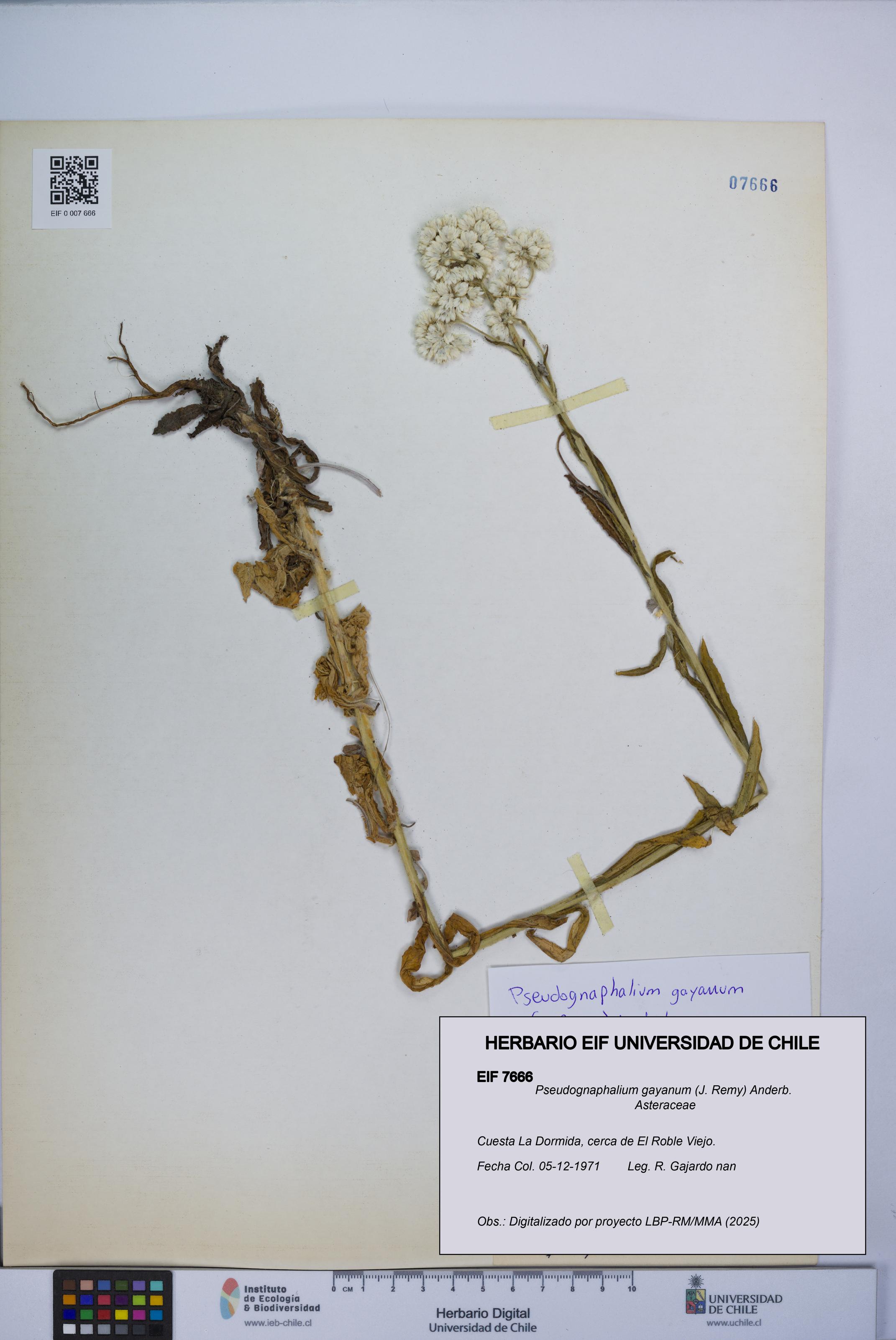 Pseudognaphalium gayanum [Espécimen: UCH:EIF:0007666]