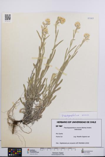 Pseudognaphalium viravira [Espécimen: UCH:EIF:0007667]
