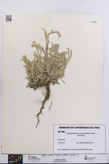 Pseudognaphalium viravira [Espécimen: UCH:EIF:0007668]