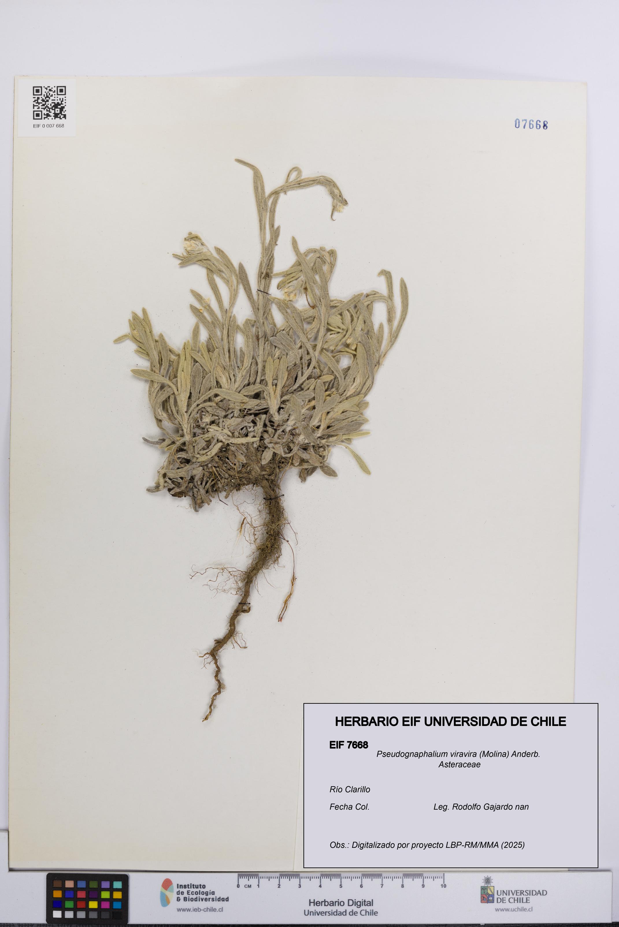 Pseudognaphalium viravira [Espécimen: UCH:EIF:0007668]