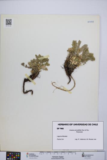 Acaena pinnatifida [Espécimen: UCH:EIF:0007682]