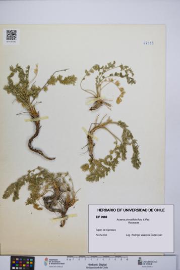 Acaena pinnatifida [Espécimen: UCH:EIF:0007685]