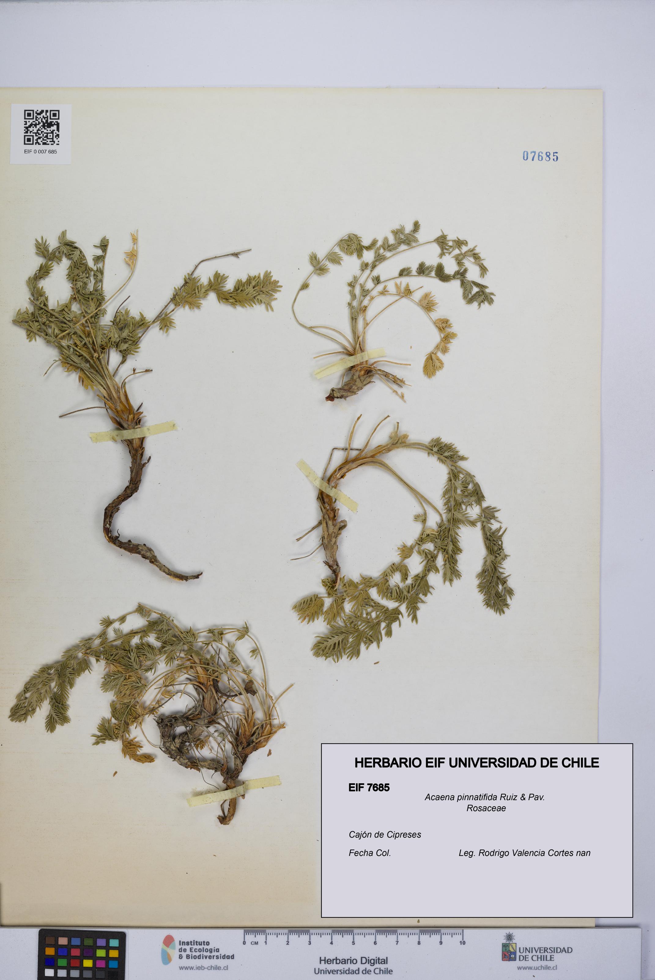 Acaena pinnatifida [Espécimen: UCH:EIF:0007685]