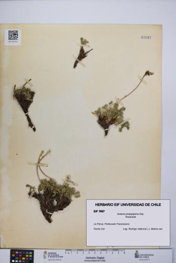 Acaena poeppigiana [Espécimen: UCH:EIF:0007697]