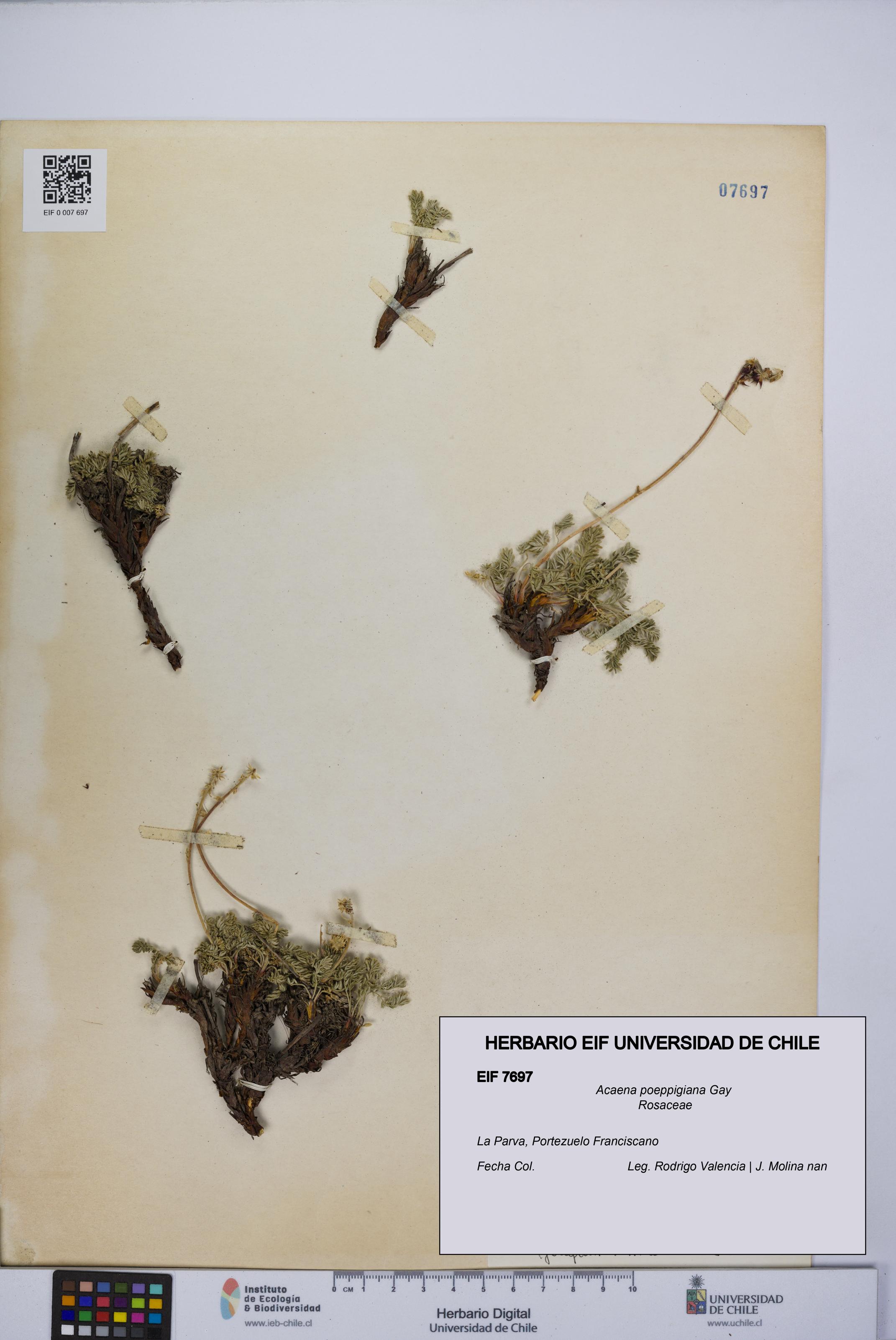 Acaena poeppigiana [Espécimen: UCH:EIF:0007697]