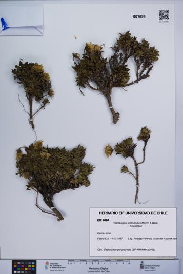 Haplopappus anthylloides [Espécimen: UCH:EIF:0007698]