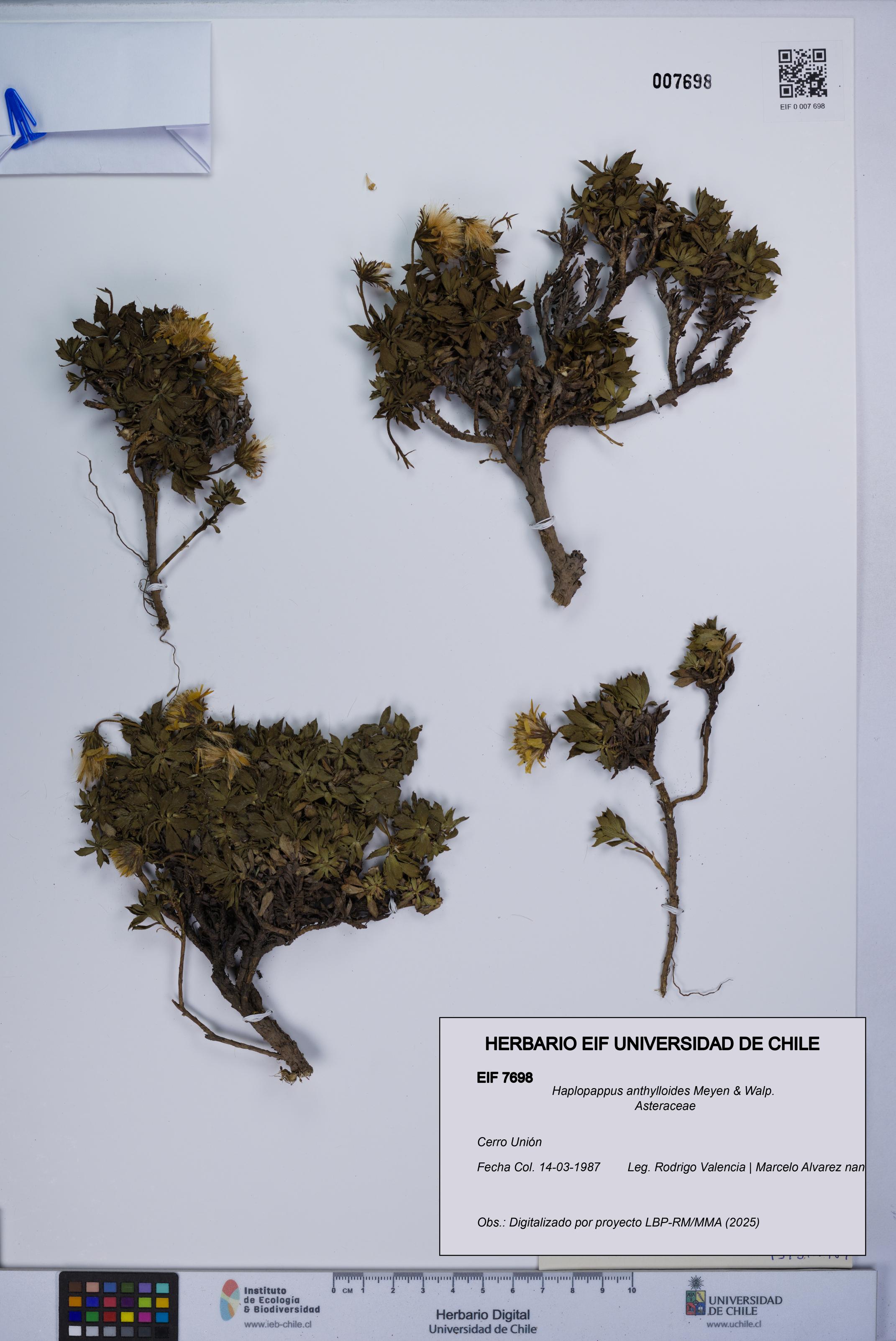 Haplopappus anthylloides [Espécimen: UCH:EIF:0007698]