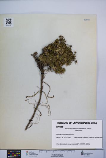 Haplopappus anthylloides [Espécimen: UCH:EIF:0007699]