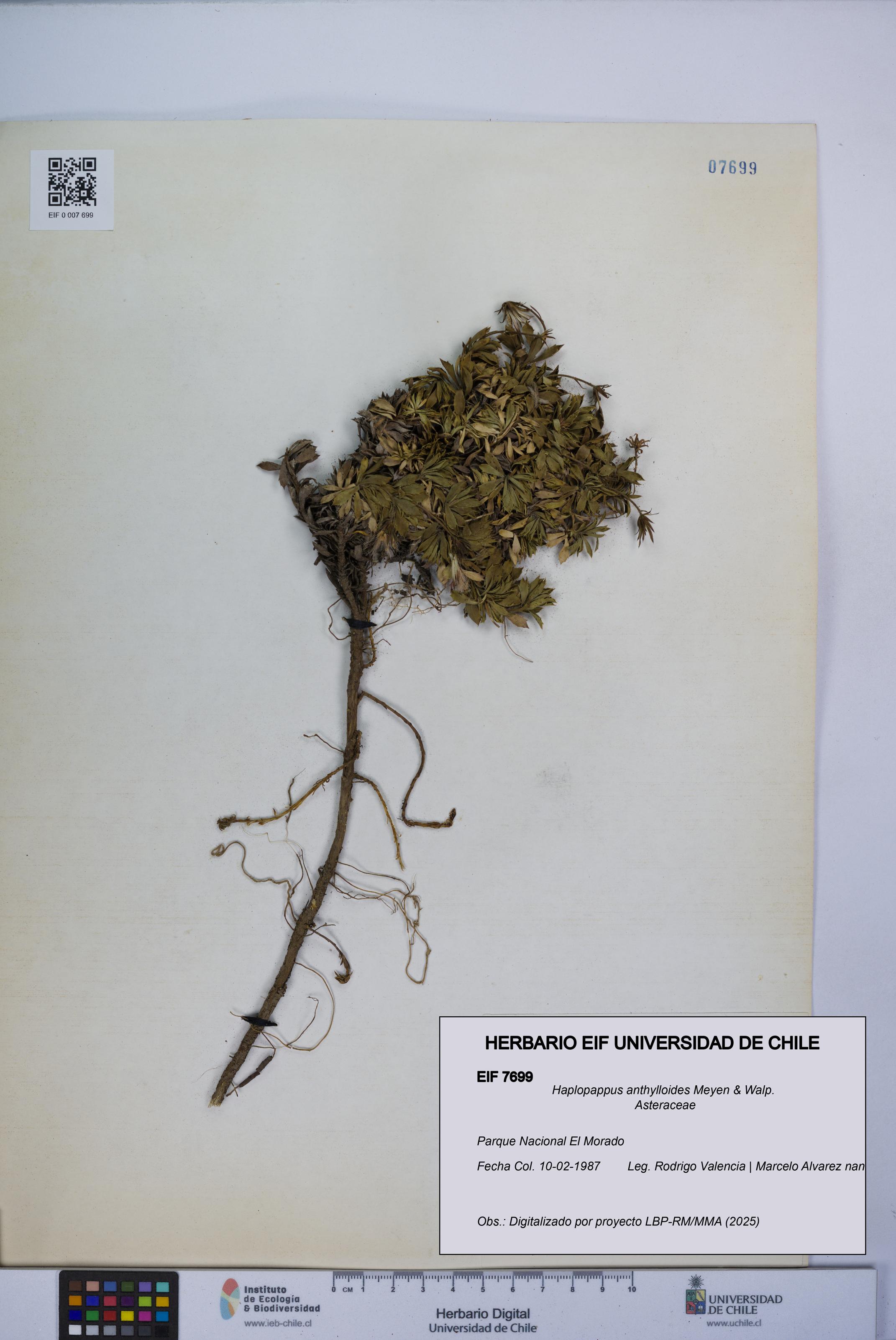 Haplopappus anthylloides [Espécimen: UCH:EIF:0007699]