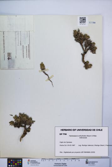 Haplopappus anthylloides [Espécimen: UCH:EIF:0007700]