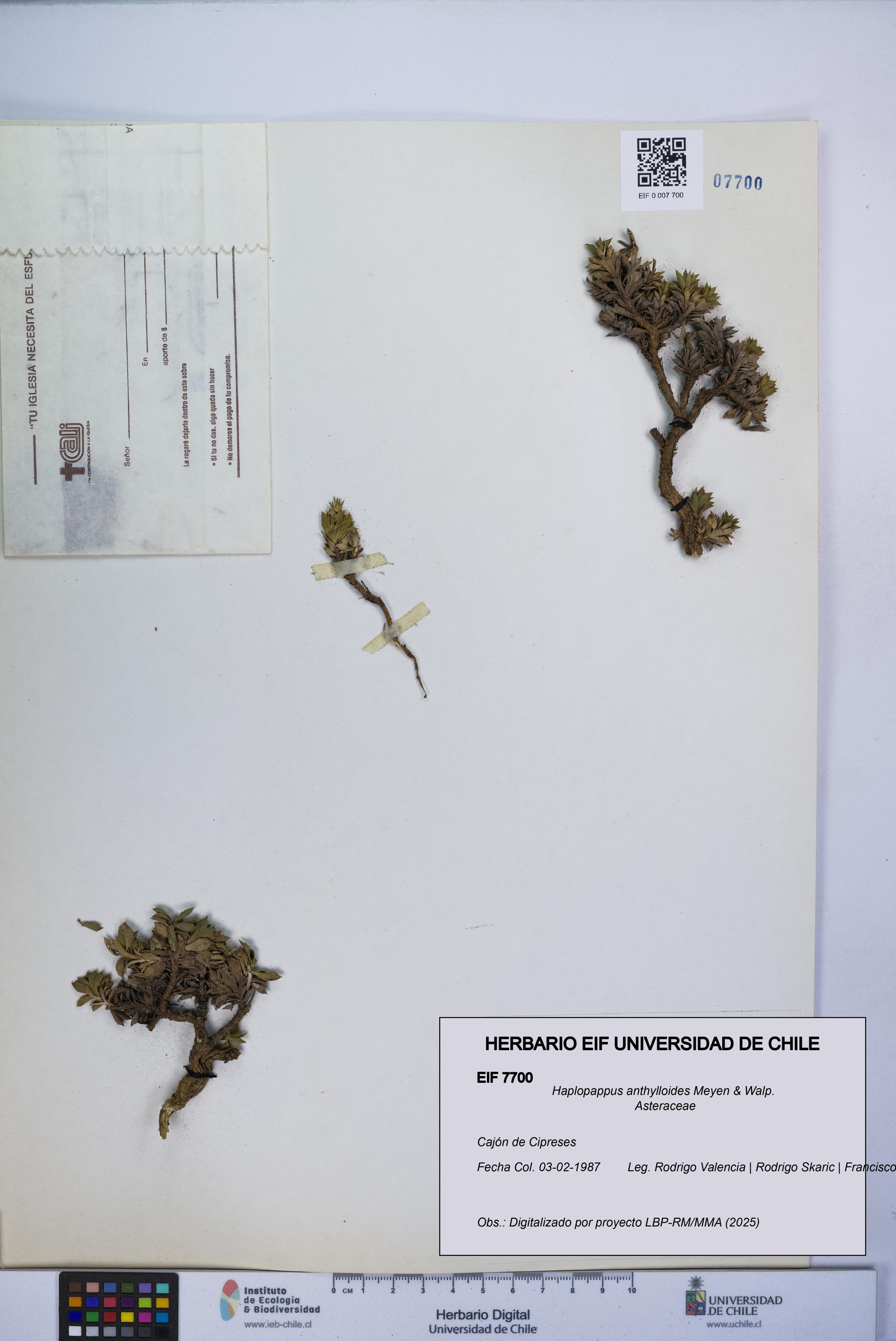 Haplopappus anthylloides [Espécimen: UCH:EIF:0007700]