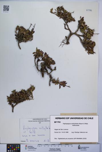 Haplopappus anthylloides [Espécimen: UCH:EIF:0007701]