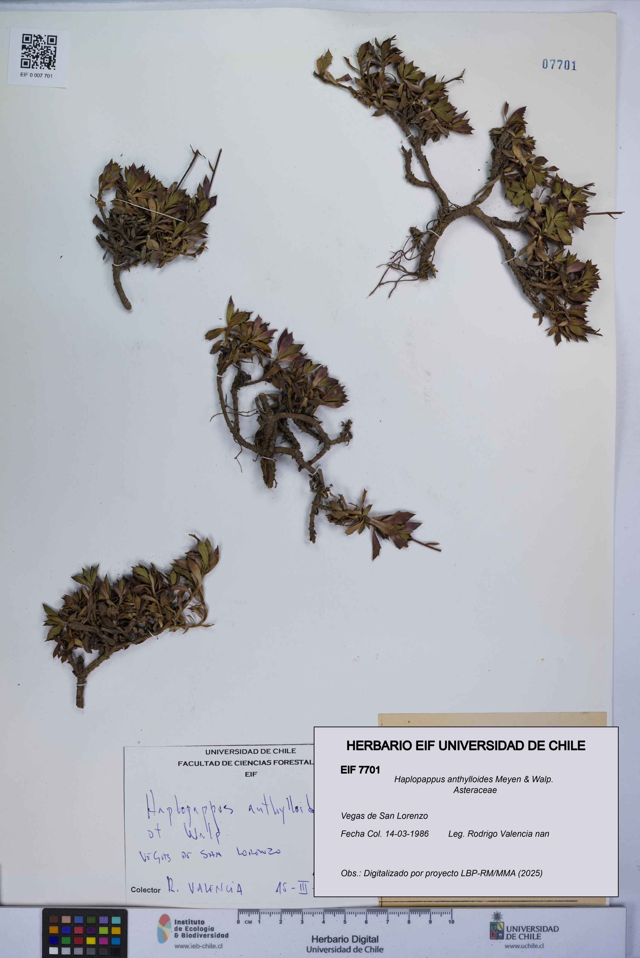 Haplopappus anthylloides [Espécimen: UCH:EIF:0007701]