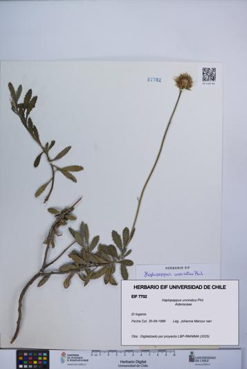 Haplopappus uncinatus [Espécimen: UCH:EIF:0007702]