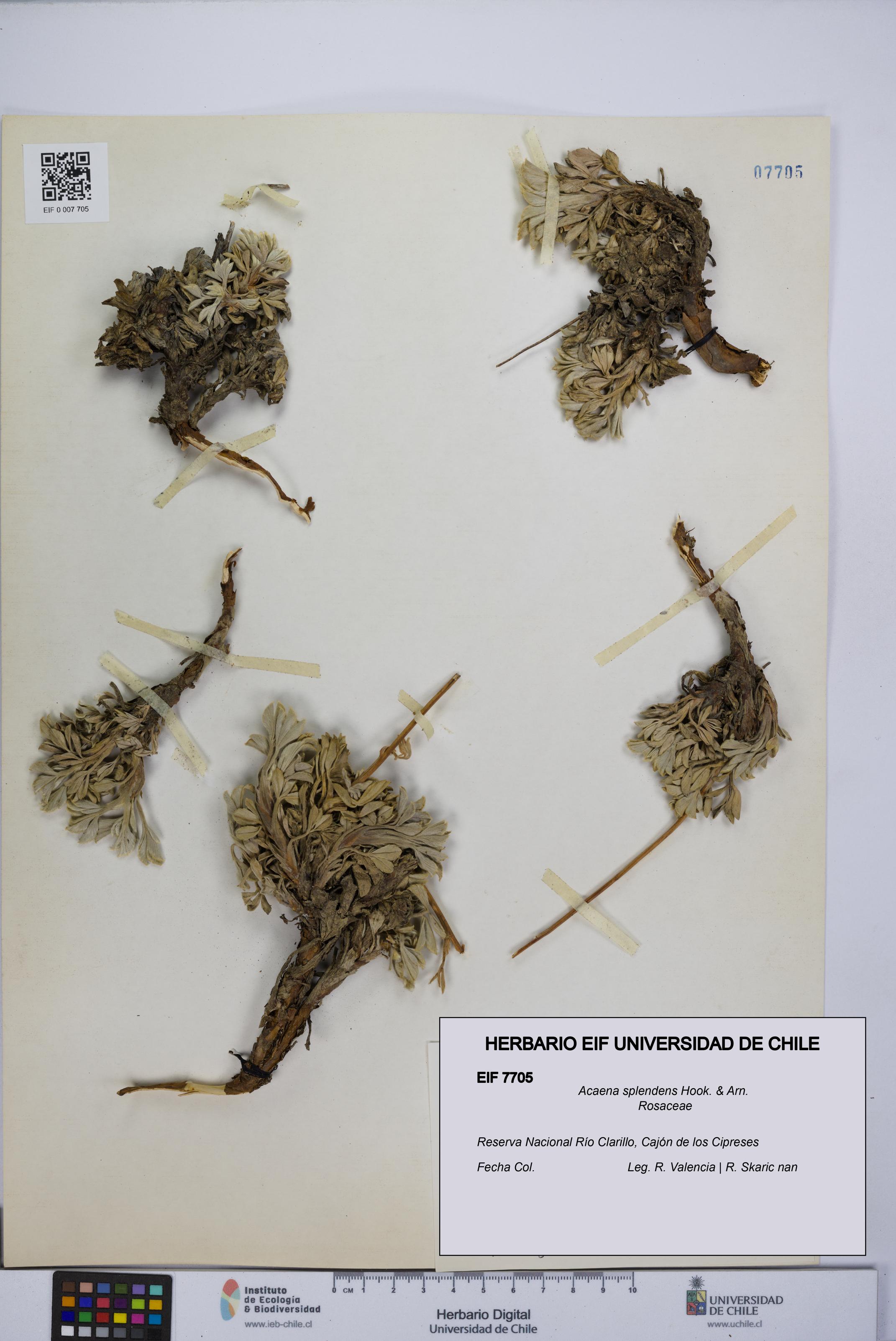 Acaena splendens [Espécimen: UCH:EIF:0007705]