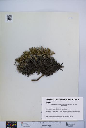 Haplopappus integerrimus [Espécimen: UCH:EIF:0007713]