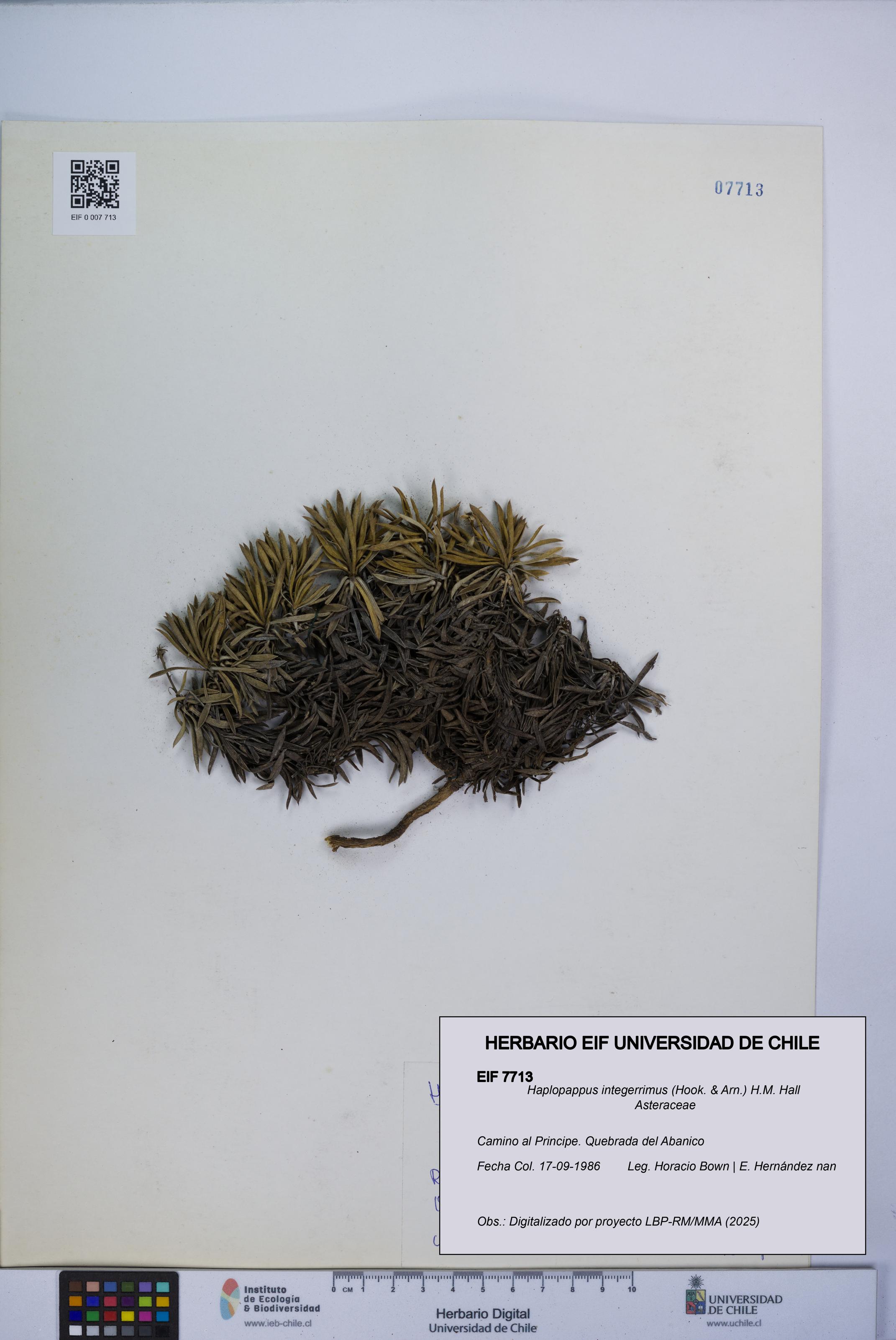 Haplopappus integerrimus [Espécimen: UCH:EIF:0007713]