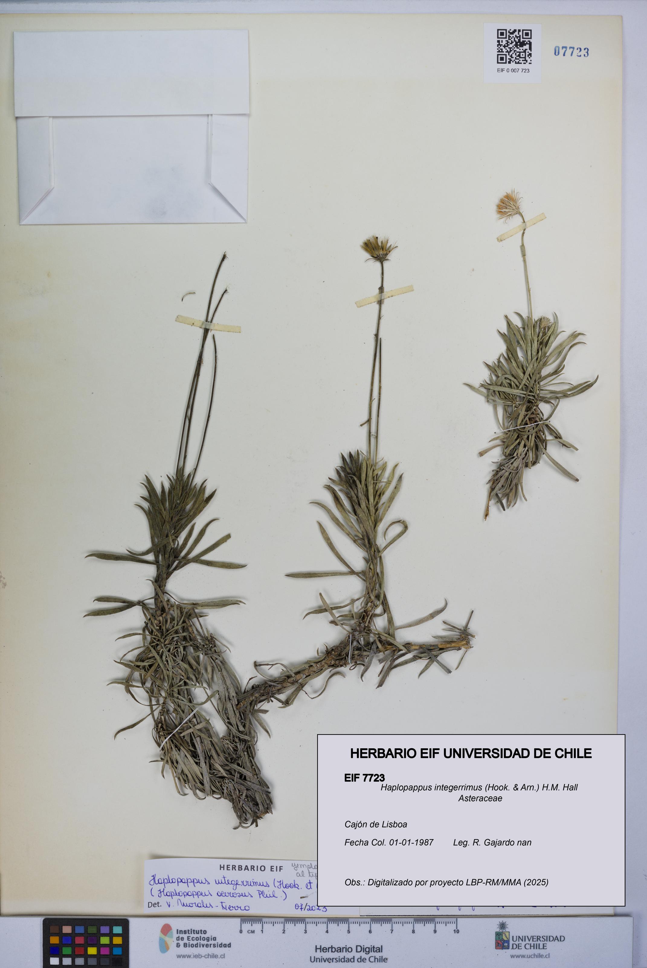 Haplopappus integerrimus [Espécimen: UCH:EIF:0007723]