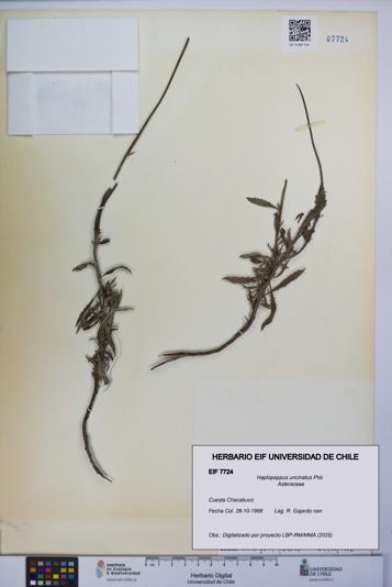 Haplopappus uncinatus [Espécimen: UCH:EIF:0007724]
