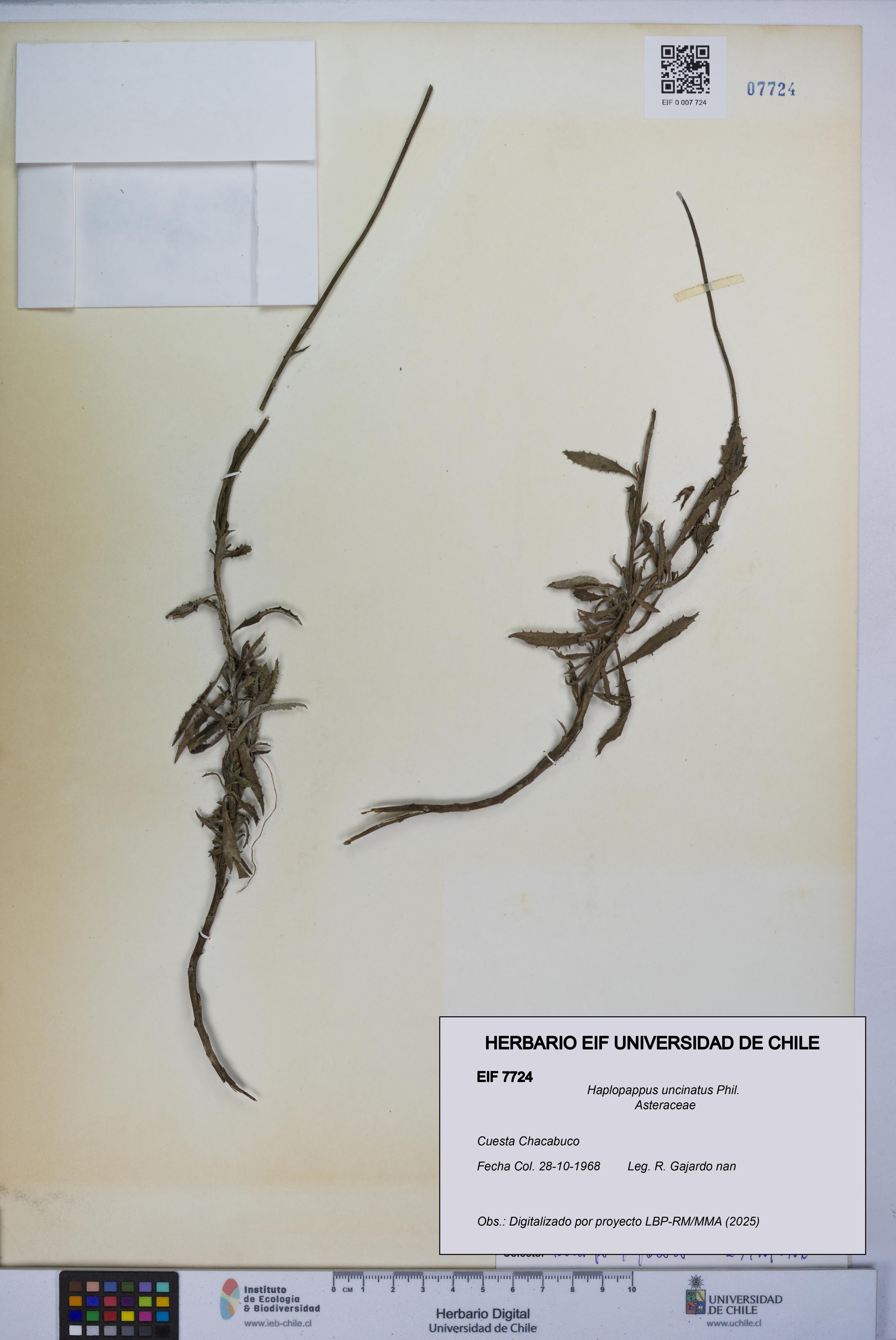 Haplopappus uncinatus [Espécimen: UCH:EIF:0007724]