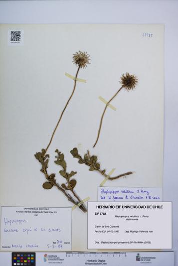 Haplopappus velutinus [Espécimen: UCH:EIF:0007732]