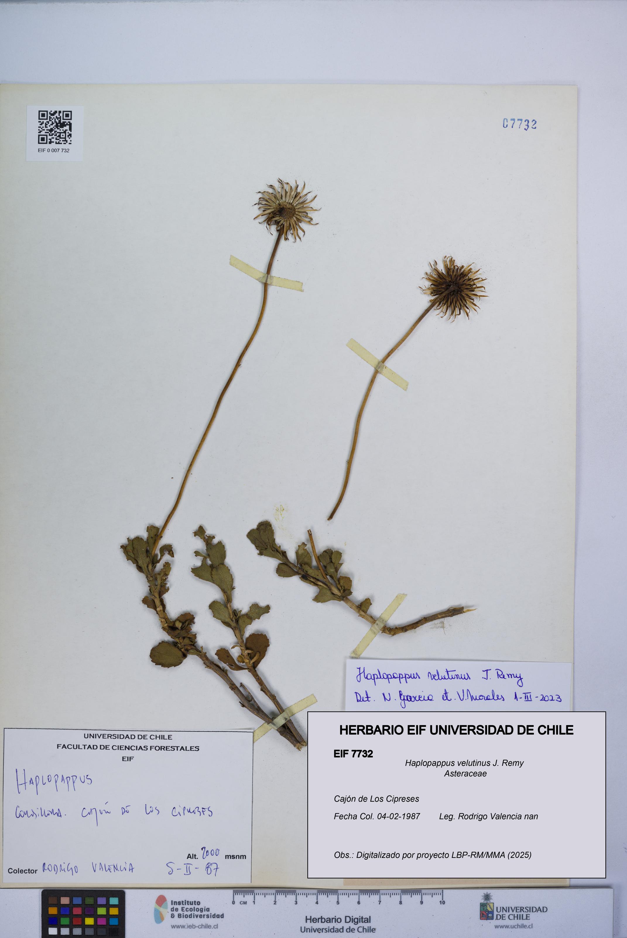 Haplopappus velutinus [Espécimen: UCH:EIF:0007732]