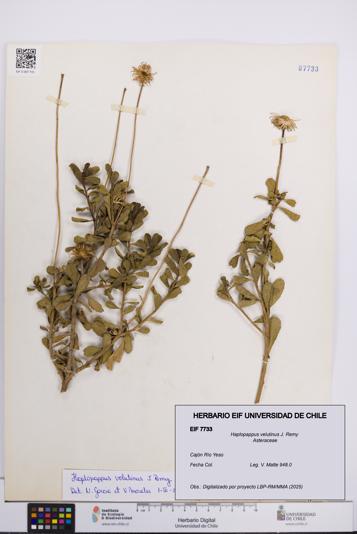 Haplopappus velutinus [Espécimen: UCH:EIF:0007733]