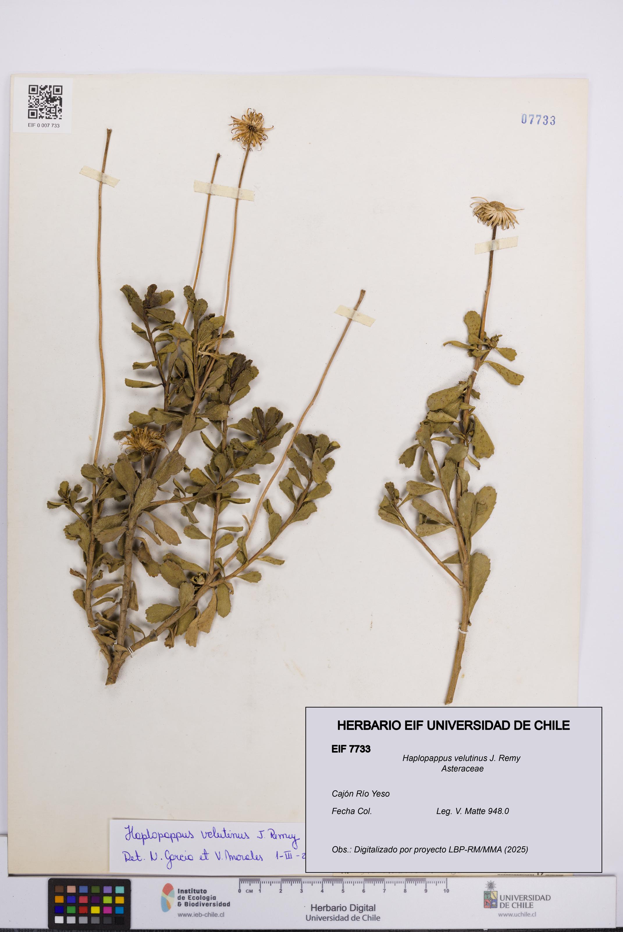 Haplopappus velutinus [Espécimen: UCH:EIF:0007733]