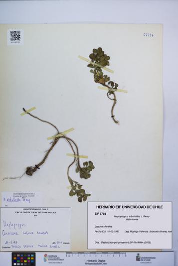 Haplopappus arbutoides [Espécimen: UCH:EIF:0007734]