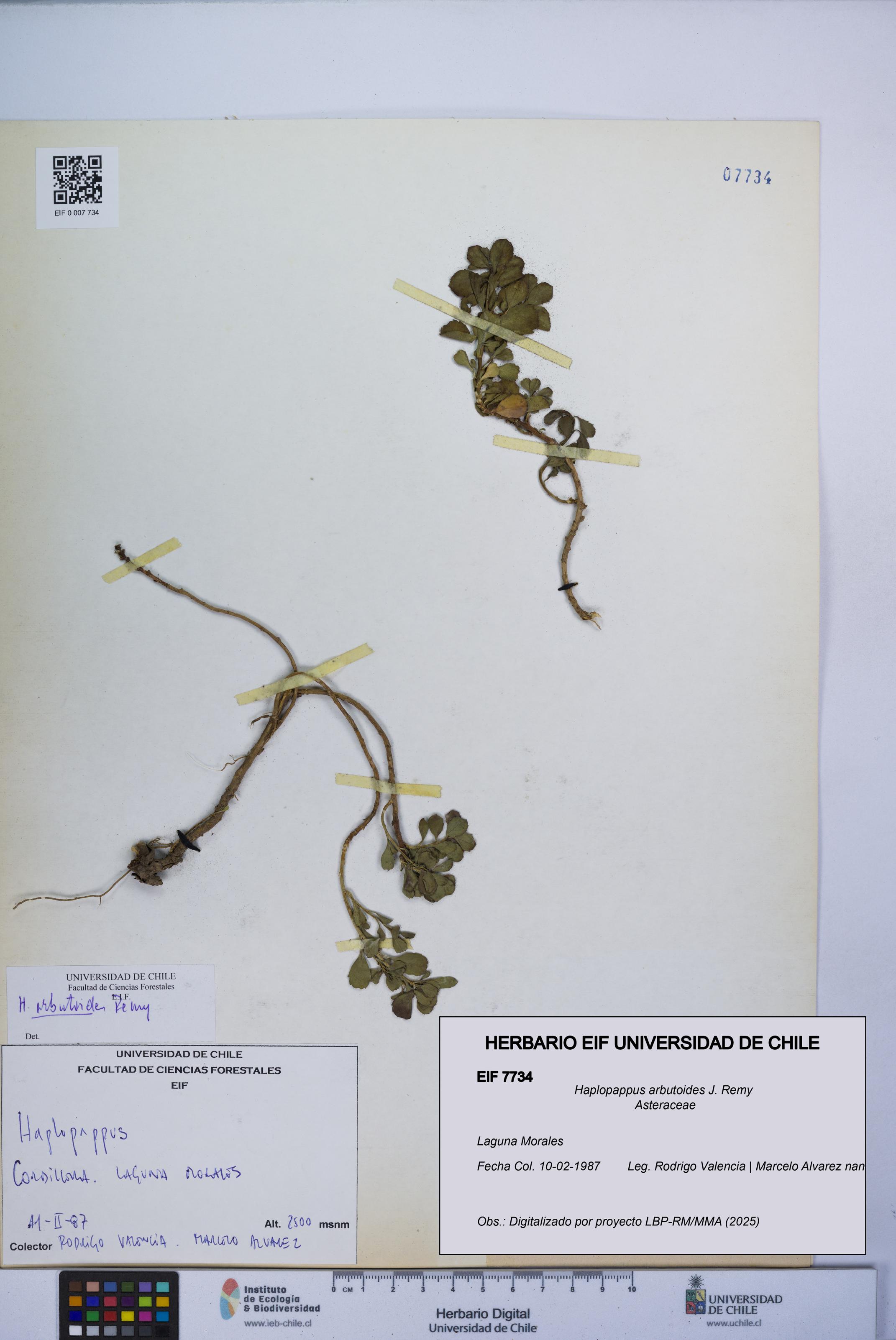 Haplopappus arbutoides [Espécimen: UCH:EIF:0007734]