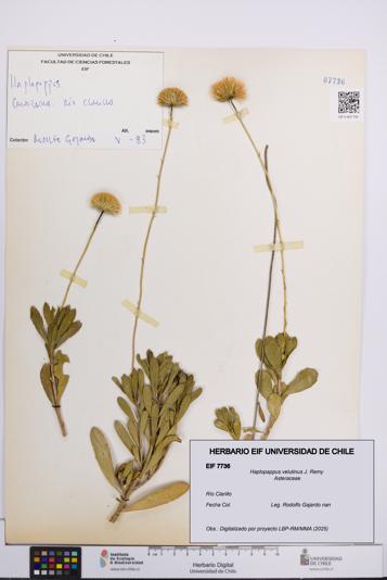 Haplopappus velutinus [Espécimen: UCH:EIF:0007736]