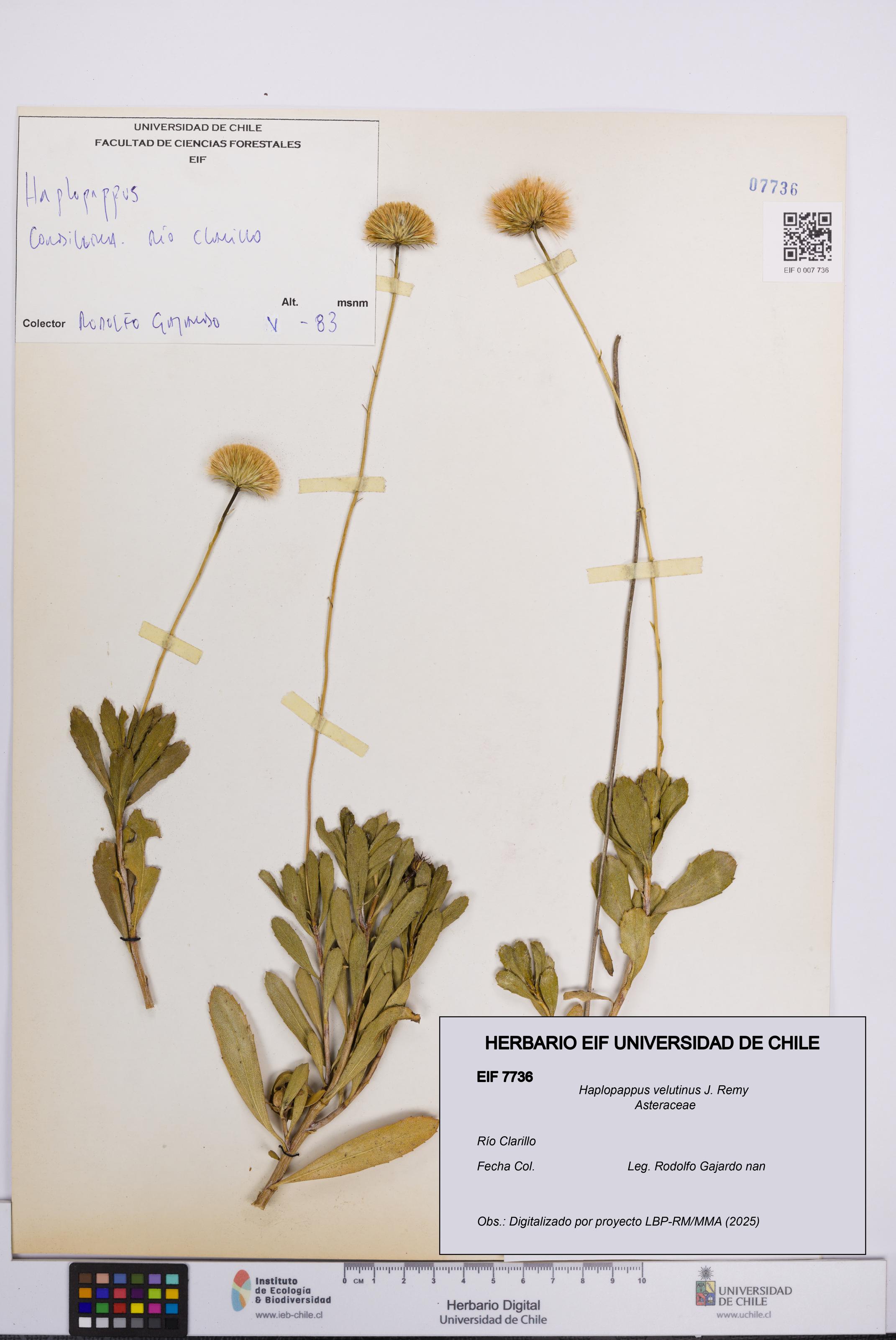 Haplopappus velutinus [Espécimen: UCH:EIF:0007736]