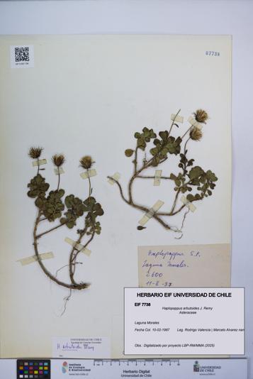 Haplopappus arbutoides [Espécimen: UCH:EIF:0007738]