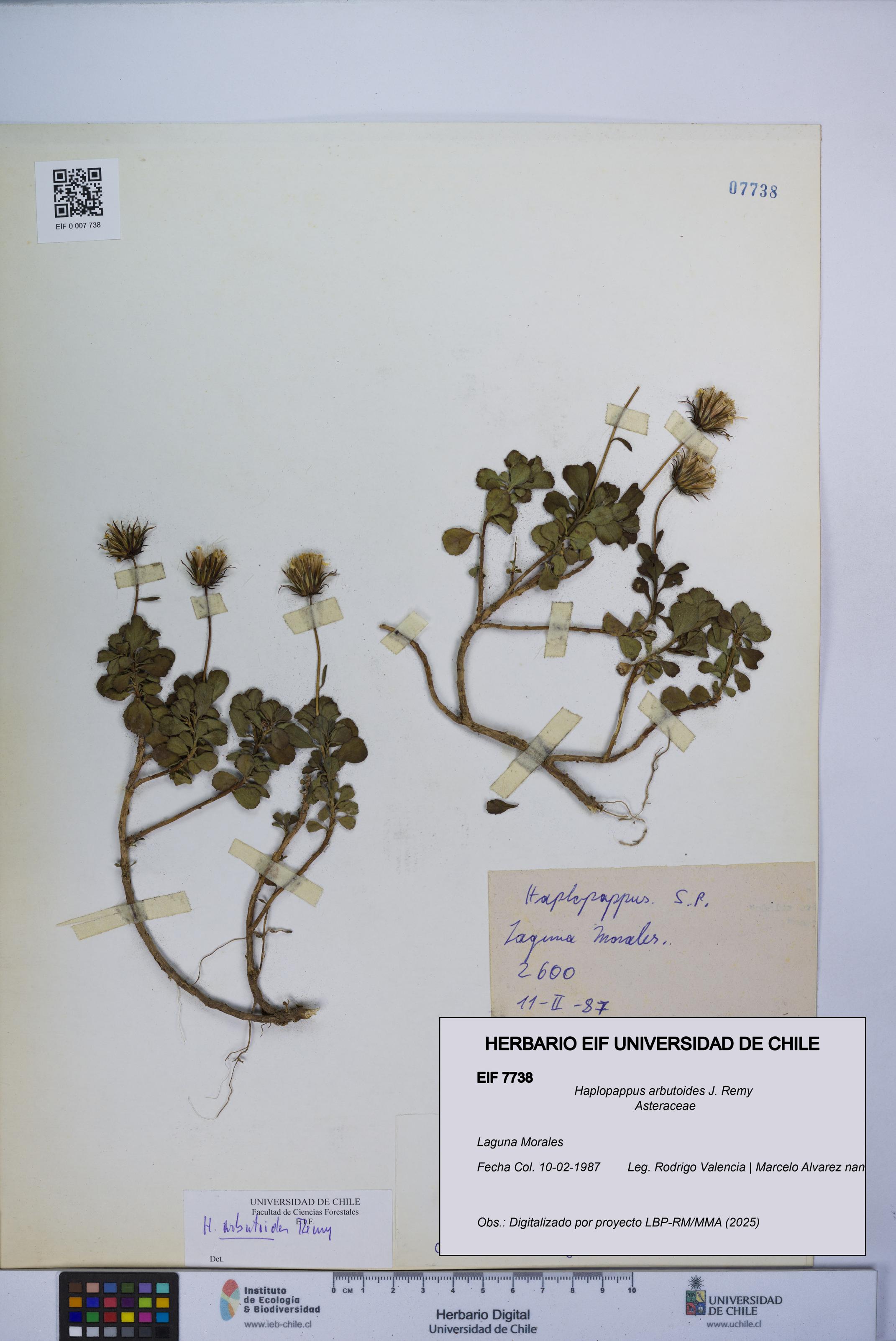 Haplopappus arbutoides [Espécimen: UCH:EIF:0007738]