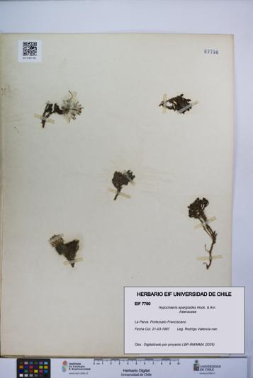 Hypochaeris apargioides [Espécimen: UCH:EIF:0007750]